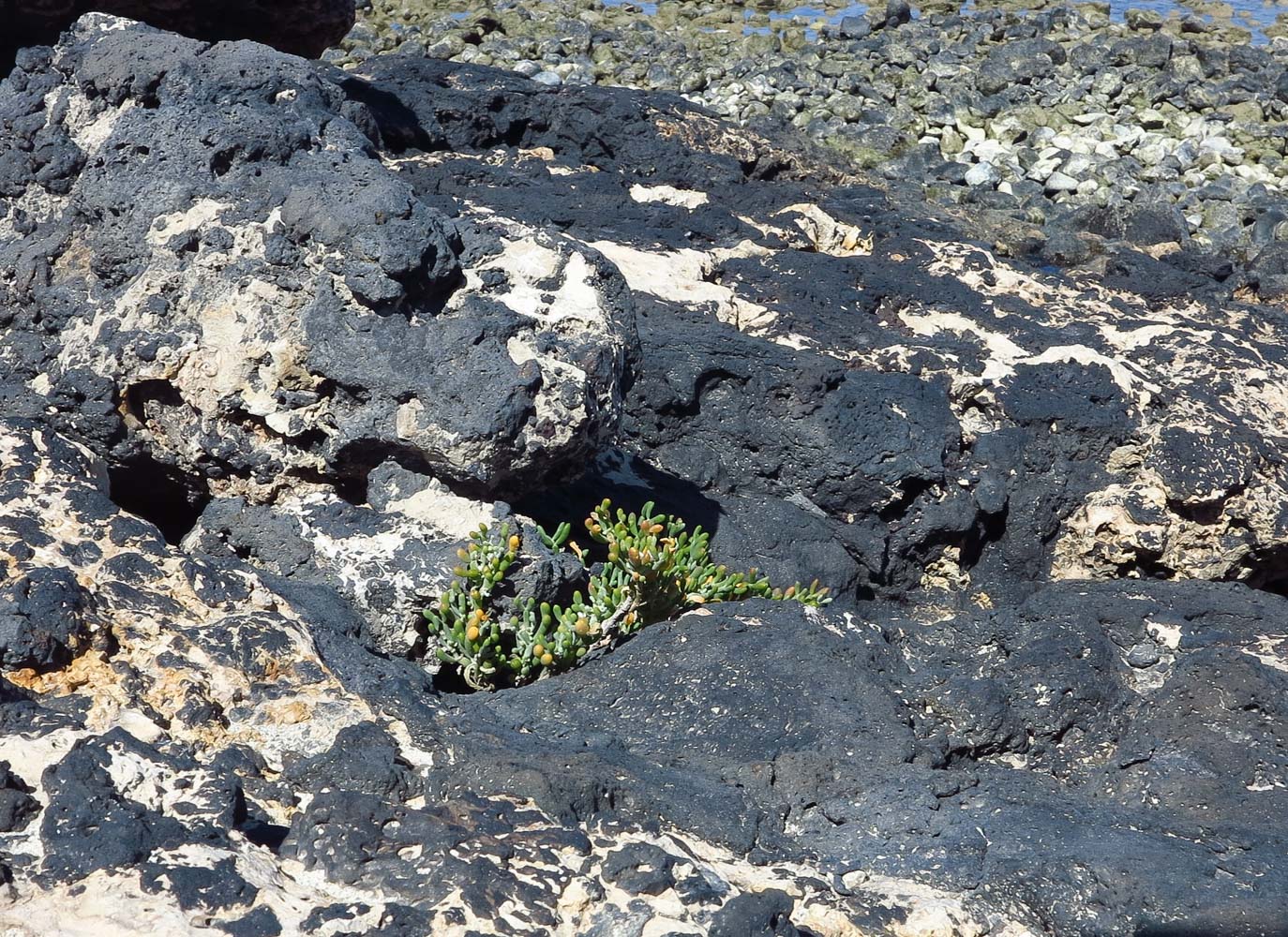 Image of Tetraena fontanesii specimen.