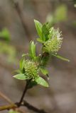 Salix phylicifolia. Веточка с женскими соцветиями. Ленинградская обл., Всеволожский р-н, окр. пос. Куйвози, зарастающее осушенное болото. 07.05.2016.