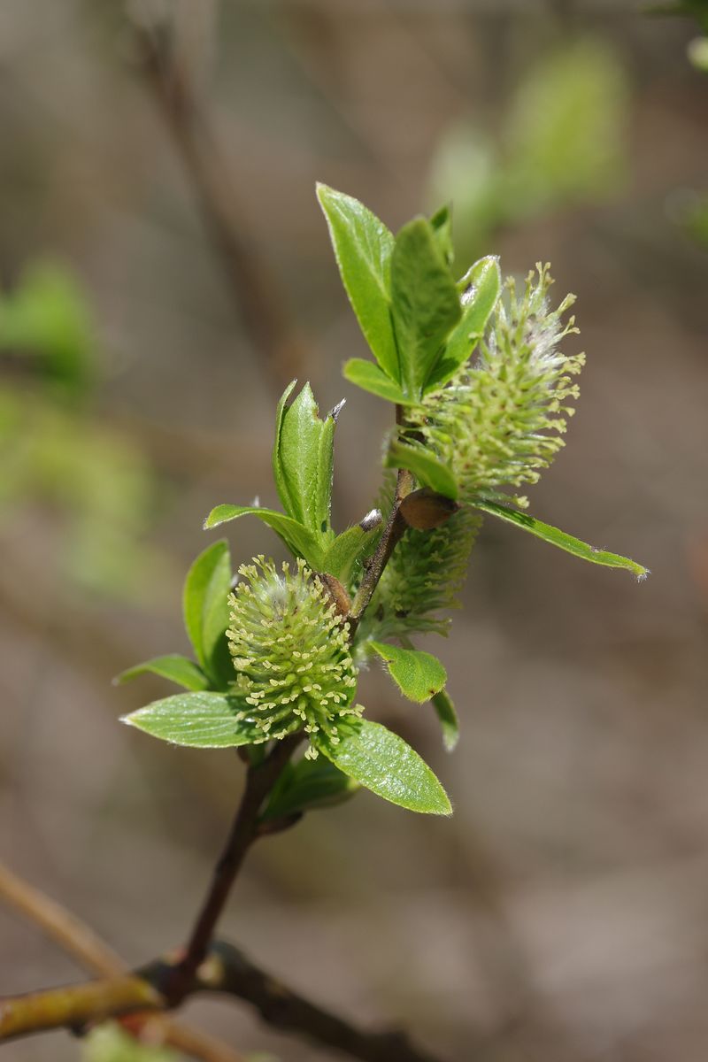 Изображение особи Salix phylicifolia.