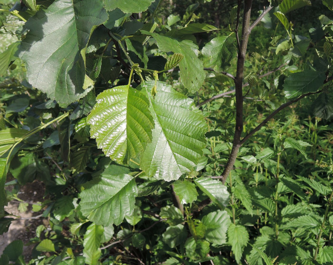 Изображение особи Alnus glutinosa.