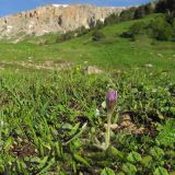 Pulsatilla violacea. Цветущее растение. Адыгея, Кавказский биосферный заповедник, гора Гузерипль, северо-восточный склон, ≈ 2050 м н.у.м., субальпийский луг. 12.06.2016.