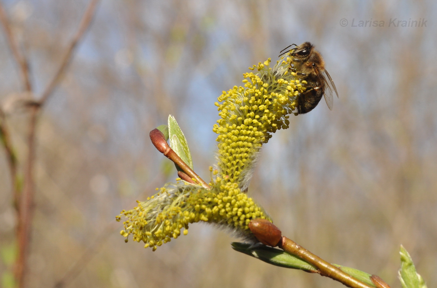 Image of Salix integra specimen.