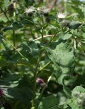 Arctium tomentosum