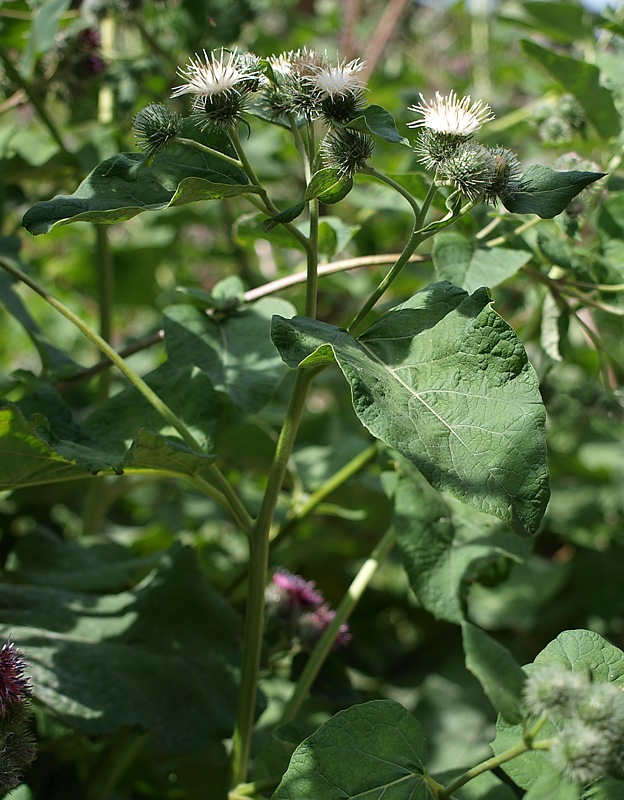 Изображение особи Arctium tomentosum.