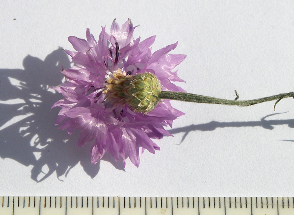 Изображение особи Centaurea cyanus.