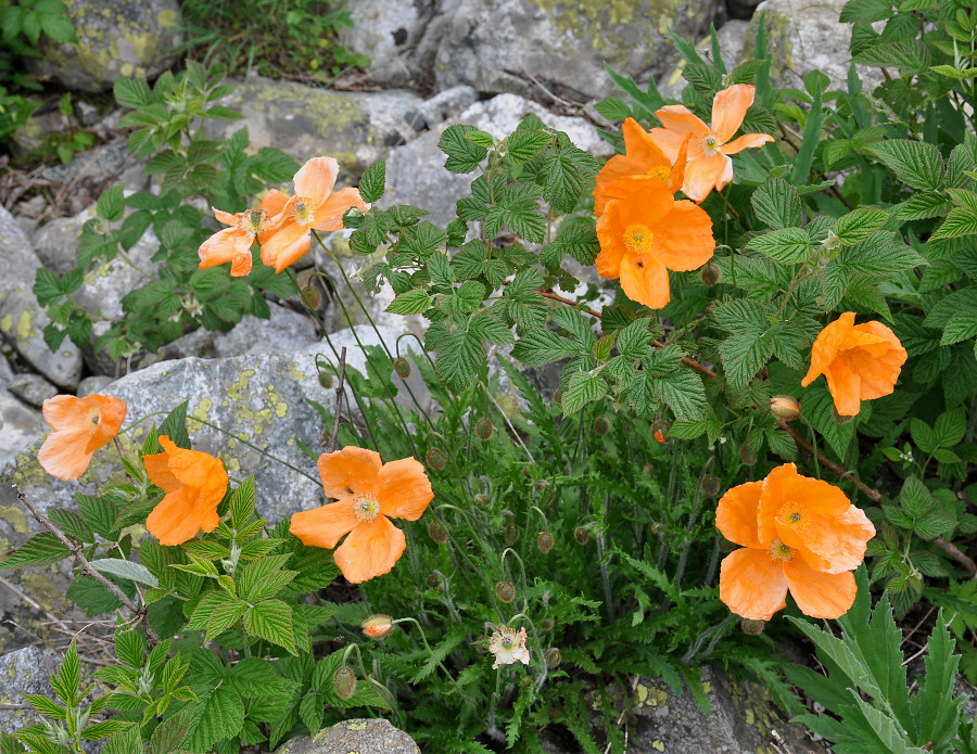 Изображение особи Papaver oreophilum.