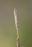 Image of taxon representative. Author is Радик Кутушев
