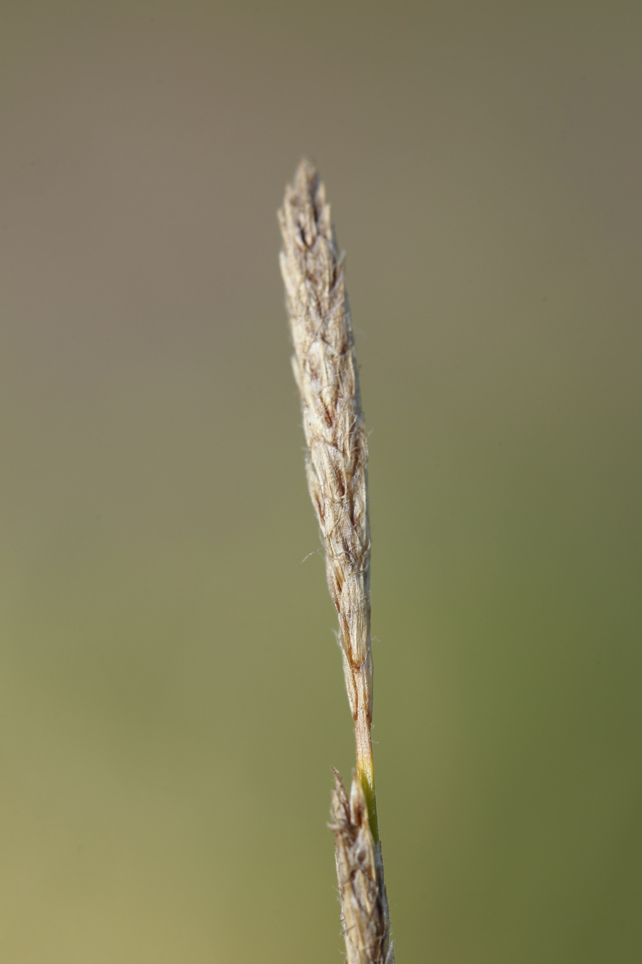 Image of Carex hirta specimen.