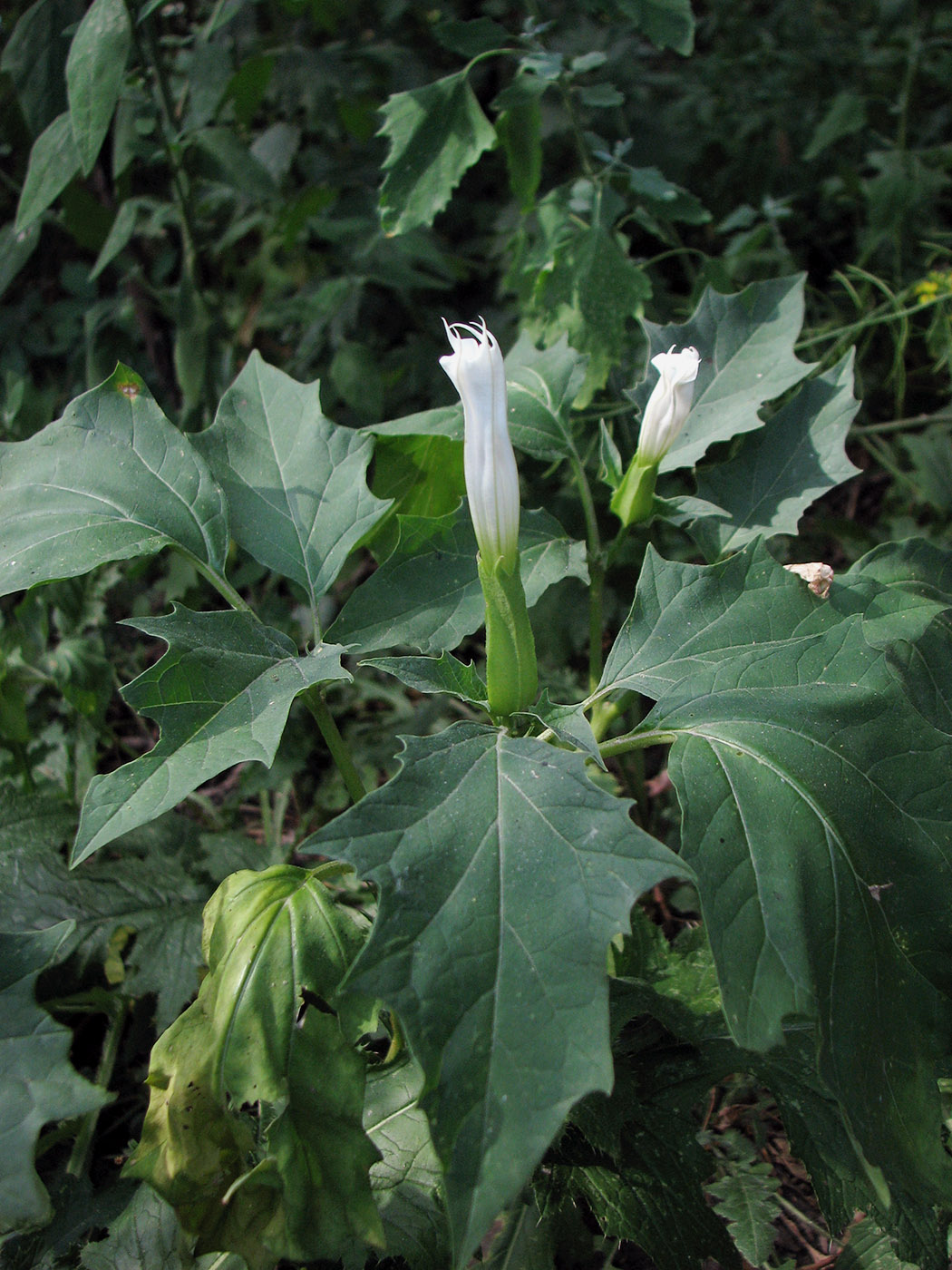 Изображение особи Datura stramonium.