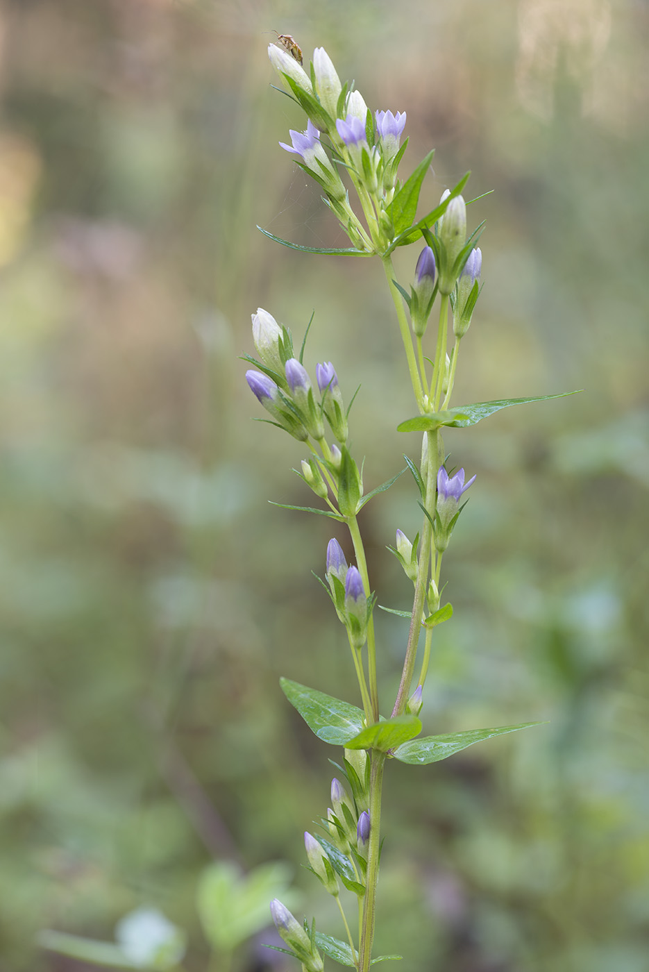 Image of Gentianella amarella specimen.