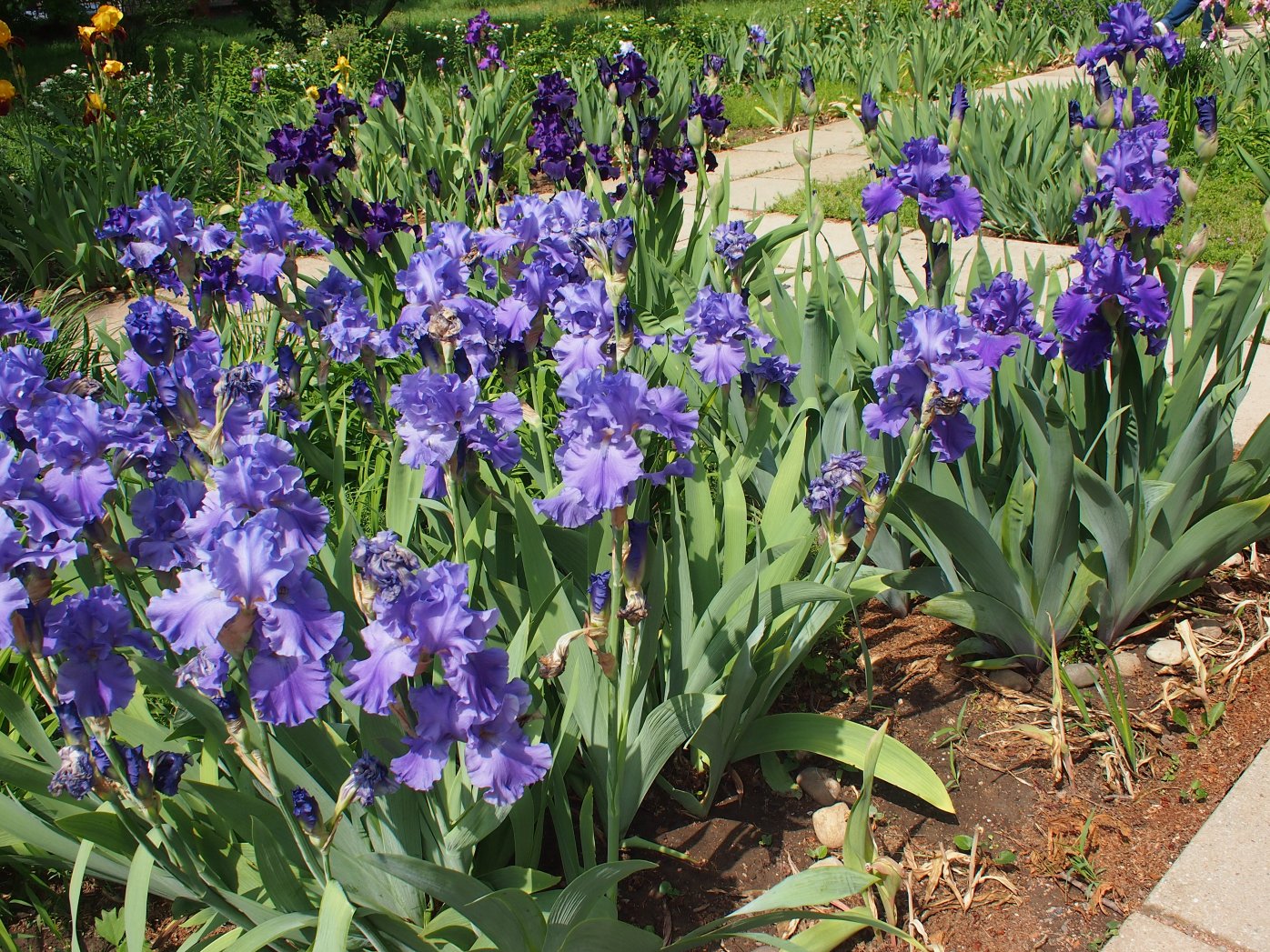 Image of Iris × hybrida specimen.