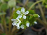 Claytonia perfoliata. Соцветие на фоне сросшихся стеблевых листьев. Нидерланды, Гронинген, сорное на газоне. 17 апреля 2010 г.