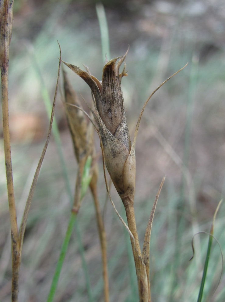 Image of Dianthus acantholimonoides specimen.