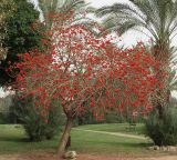 genus Erythrina. Цветущее дерево в городском сквере. Израиль, Тель-Авив. 17.03.2008.