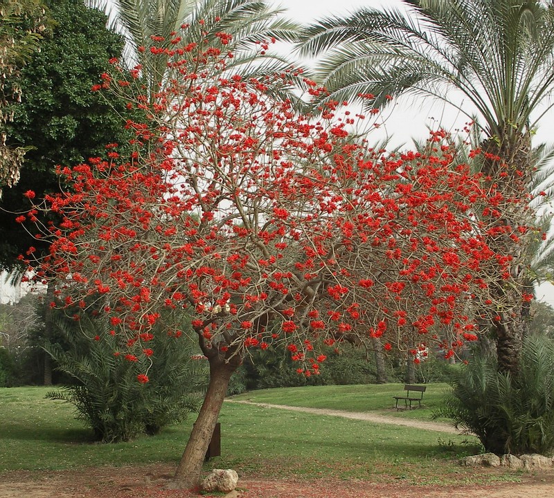 Изображение особи род Erythrina.