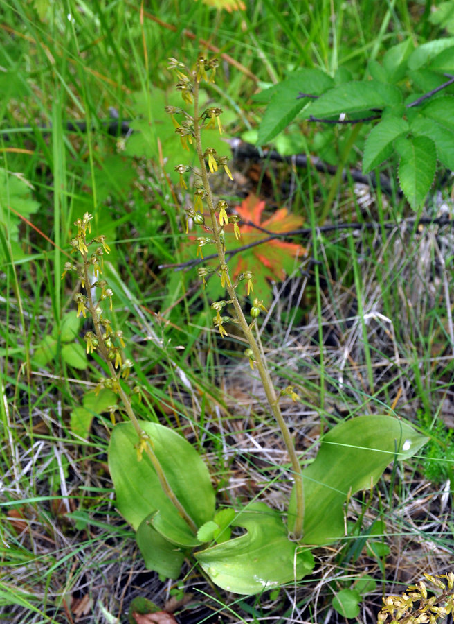 Image of Listera ovata specimen.