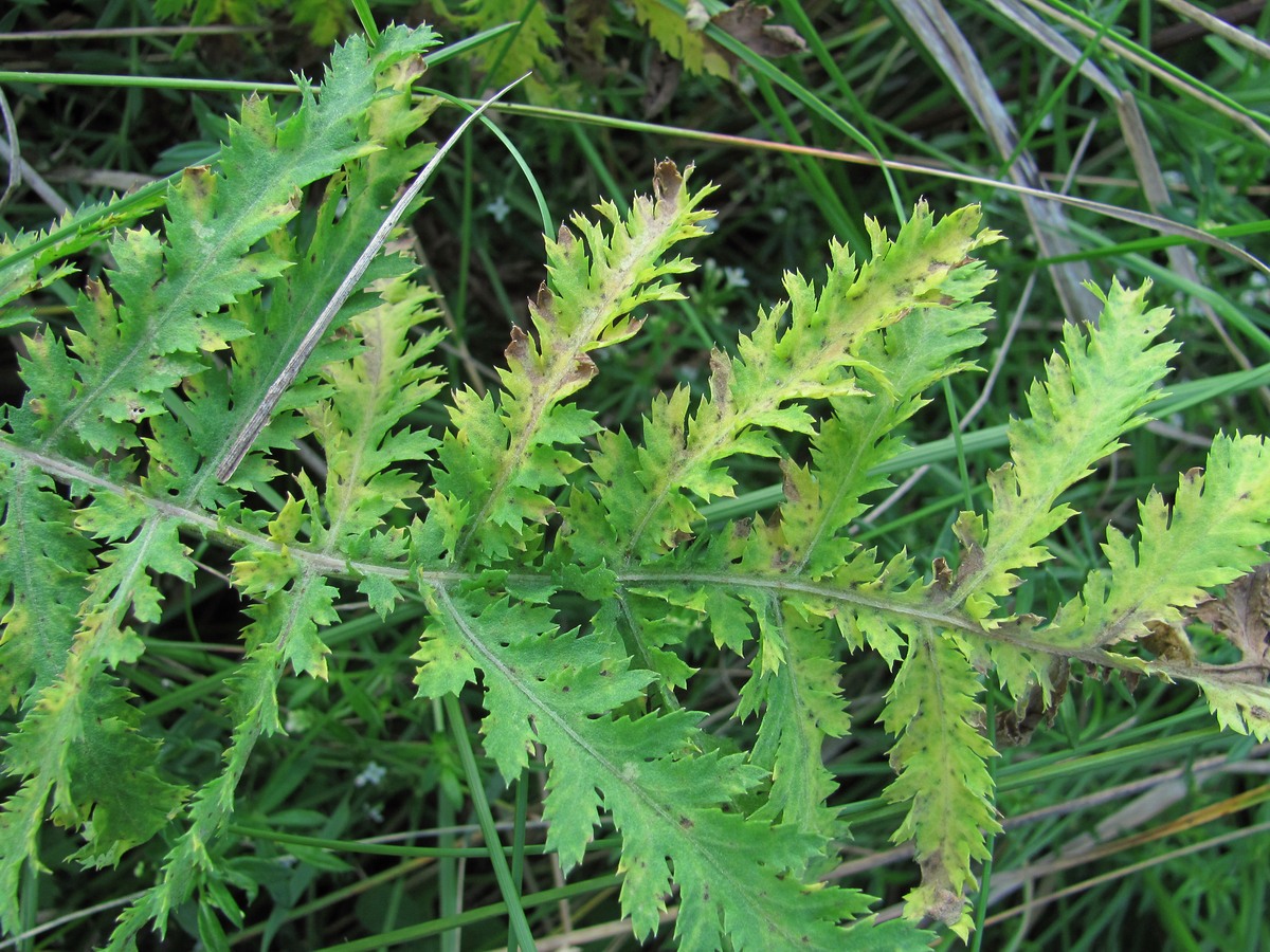 Image of Tanacetum vulgare specimen.