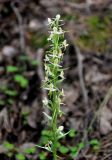 Platanthera chlorantha. Соцветие. Кабардино-Балкария, Эльбрусский р-н, долина р. Адыр-Су, ≈ 1800 м н.у.м., опушка соснового леса. 12.07.2016.