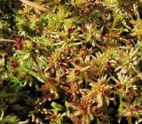 genus Sphagnum