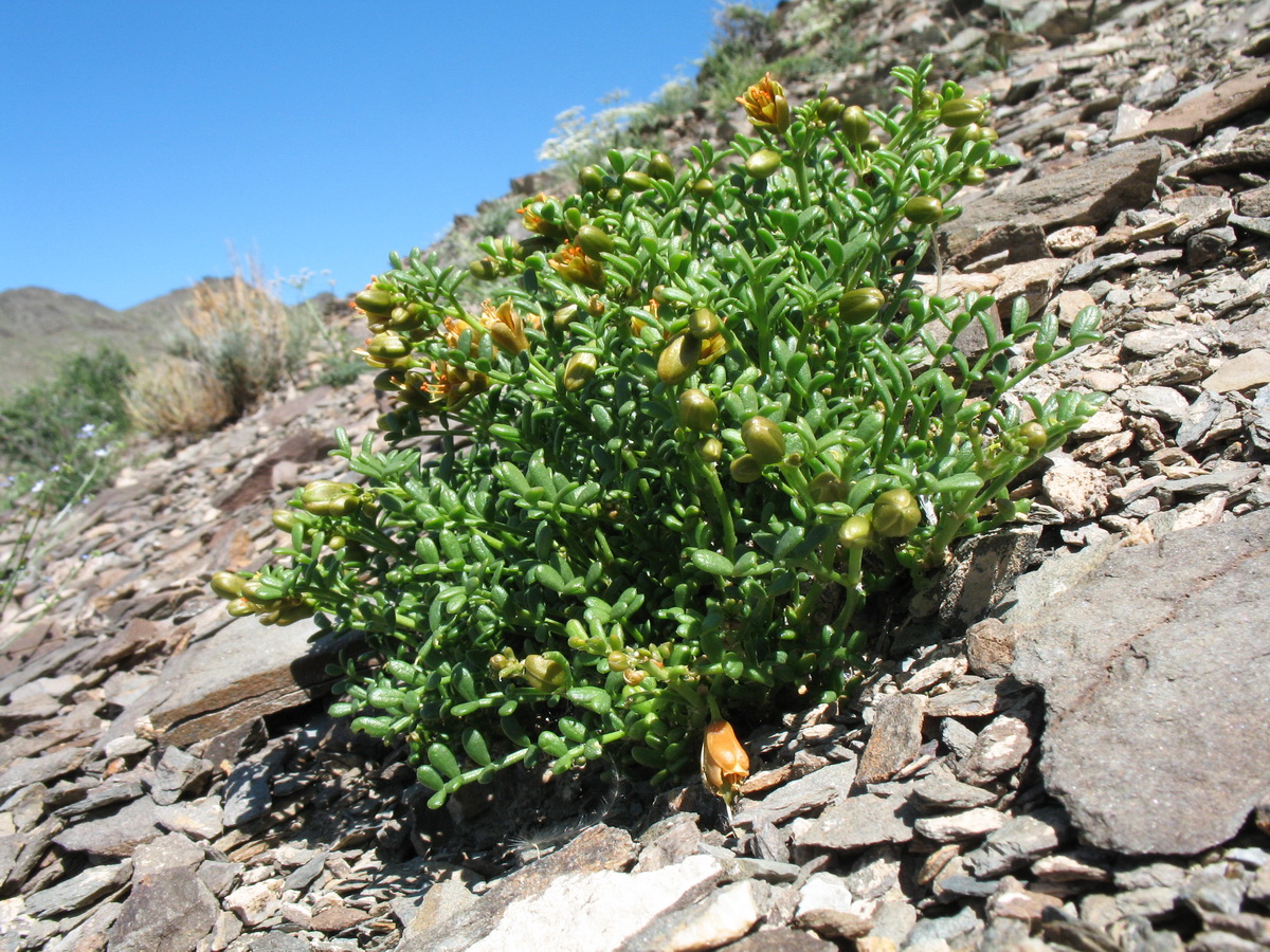 Изображение особи Zygophyllum pinnatum.