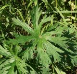 Geranium pratense. Лист. Восточный Казахстан, Глубоковский р-н, окр. с. Тарханка, восточный склон сопки. 02.07.2015.