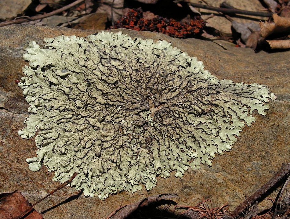 Изображение особи семейство Parmeliaceae.