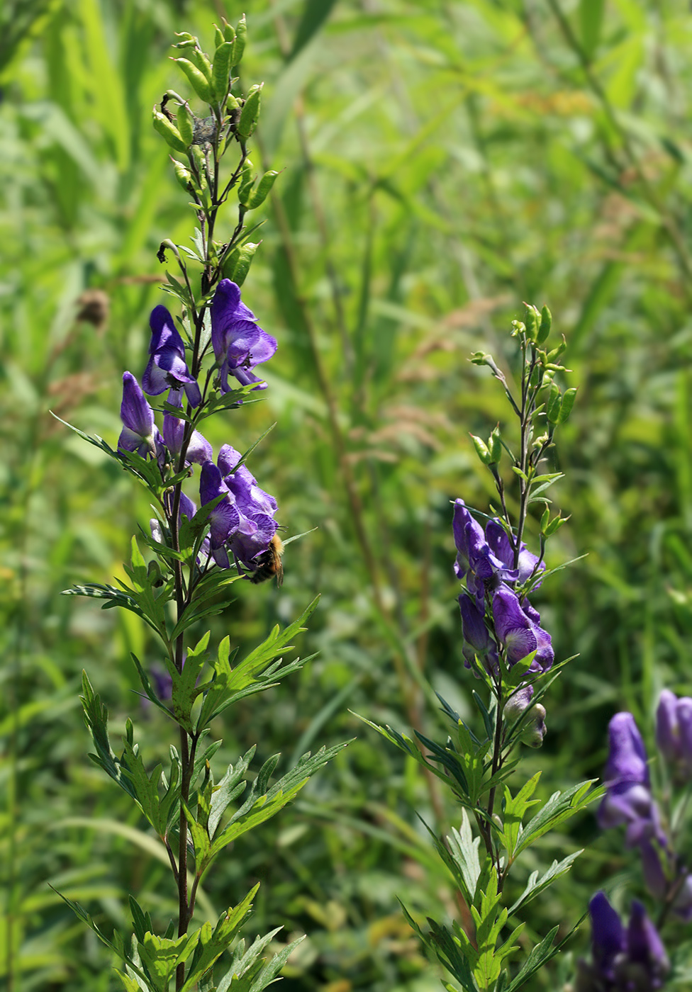 Изображение особи Aconitum sachalinense.