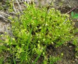 Sagina procumbens. Плодоносящее растение. Ленинградская обл., Ломоносовский р-н, окр. пос. Большая Ижора, побережье Финского залива, край песчаного пляжа. 03.07.2016.