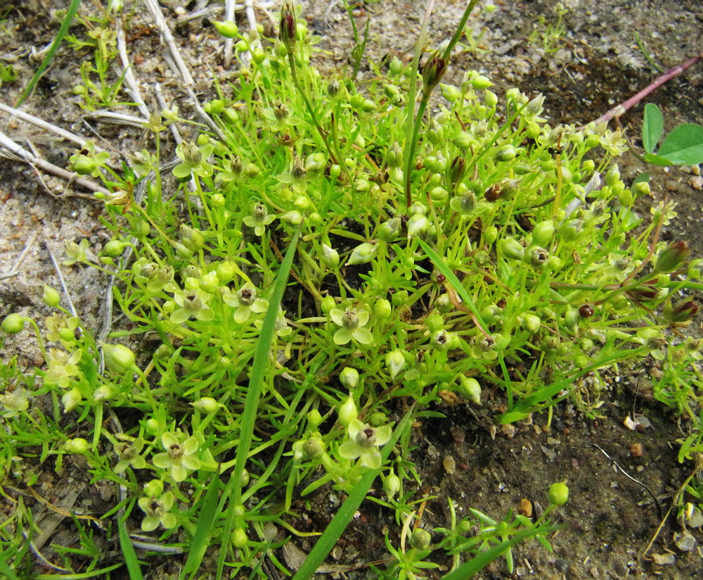 Image of Sagina procumbens specimen.