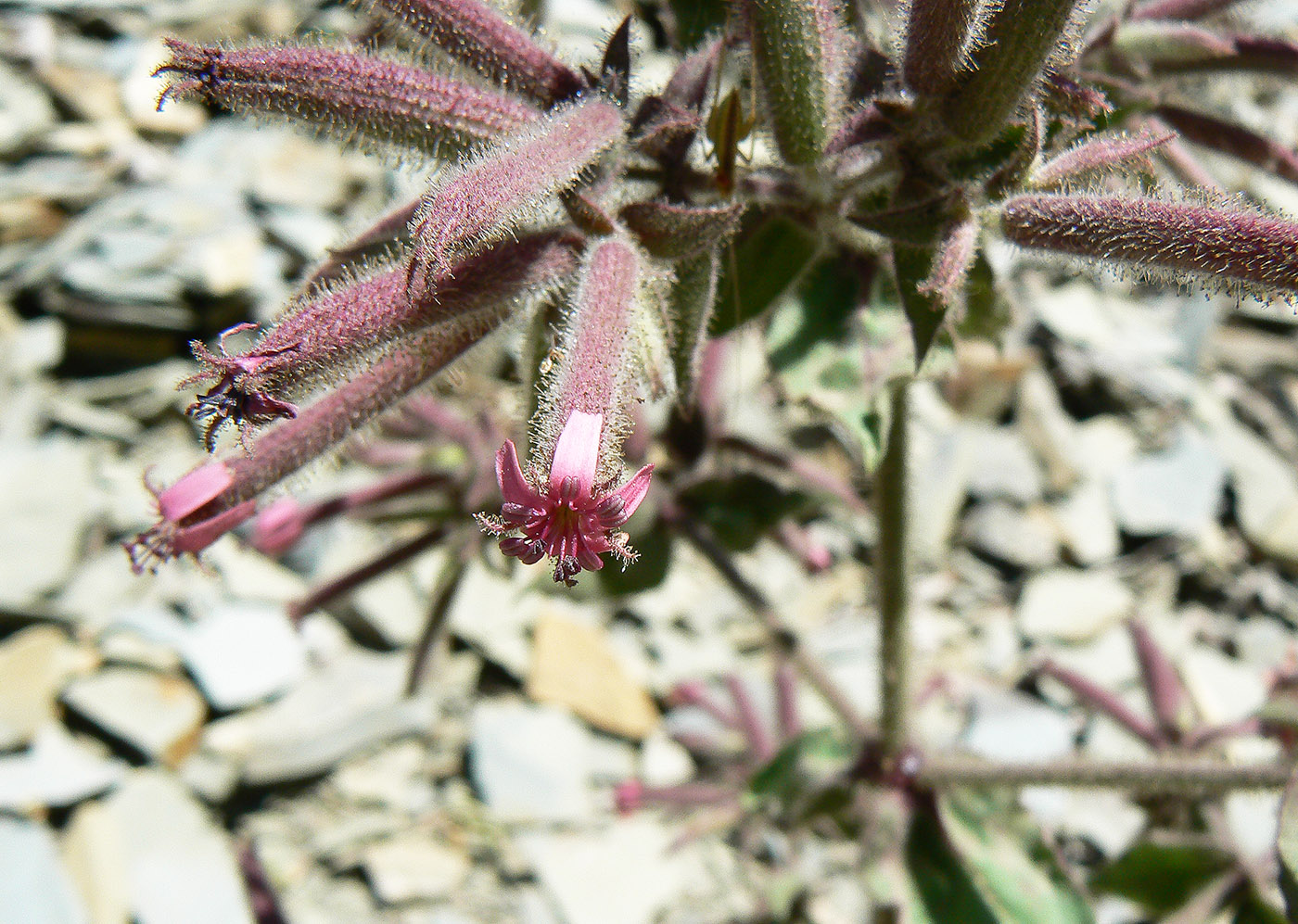 Изображение особи Saponaria glutinosa.