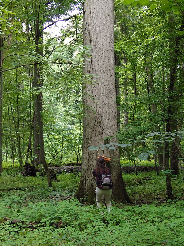 Image of Quercus robur specimen.