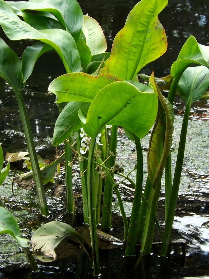 Image of Sagittaria platyphylla specimen.