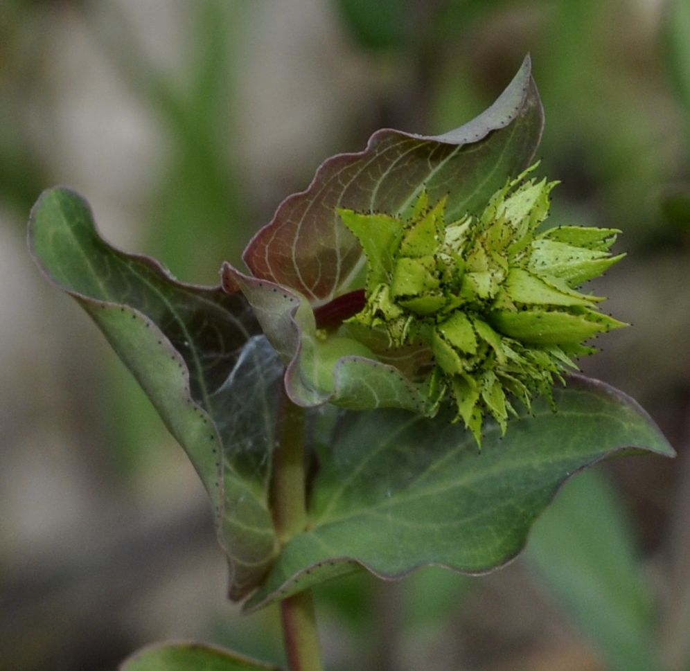 Image of Hypericum montbretii specimen.