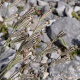 Silene subspecies graefferi