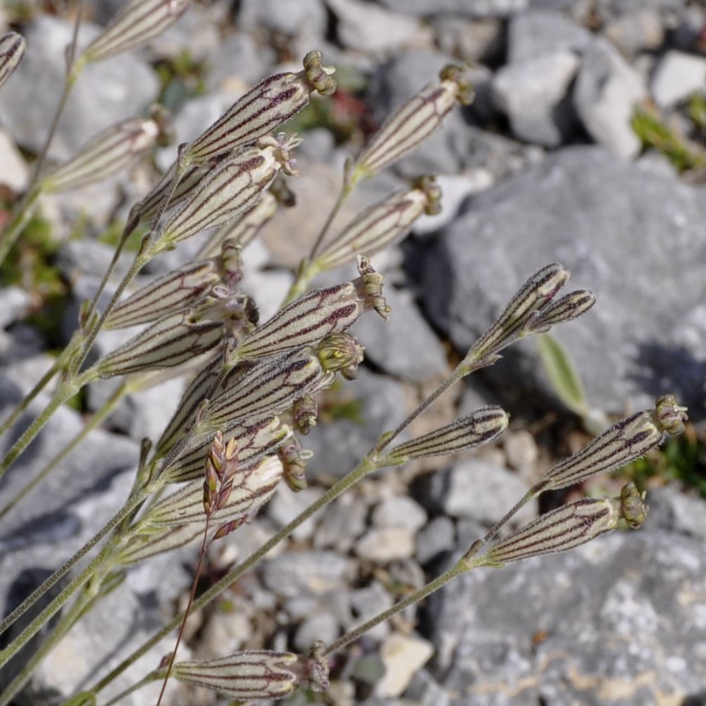 Image of Silene ciliata ssp. graefferi specimen.