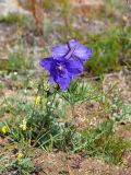 Delphinium grandiflorum