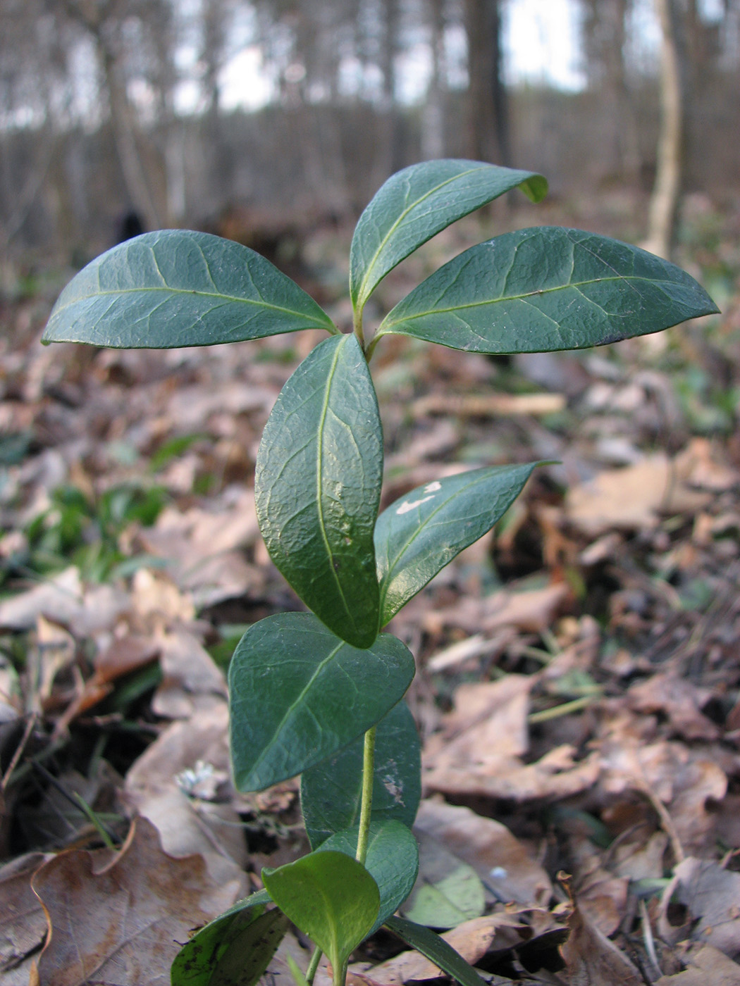 Image of Vinca minor specimen.