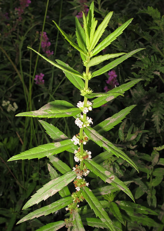 Изображение особи Lycopus lucidus.