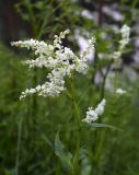 Aconogonon alpinum