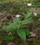 Stellaria bungeana