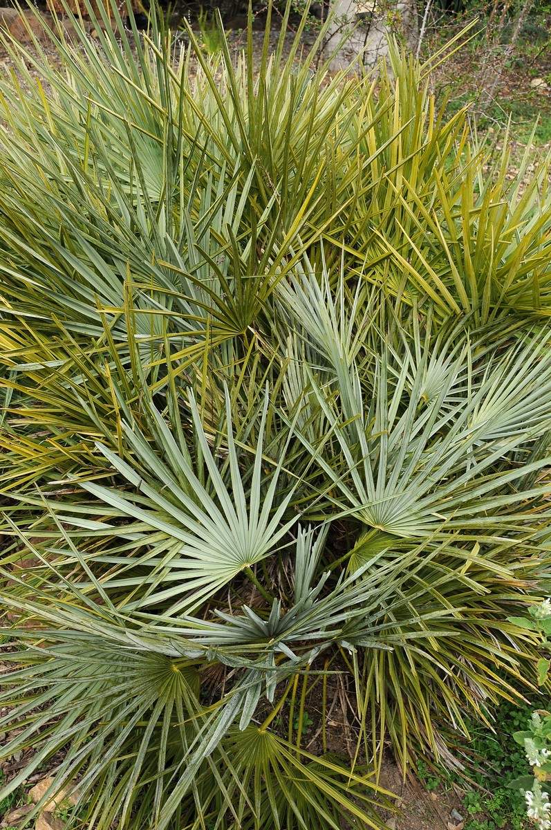 Image of Chamaerops humilis var. argentea specimen.