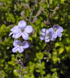 Duranta erecta