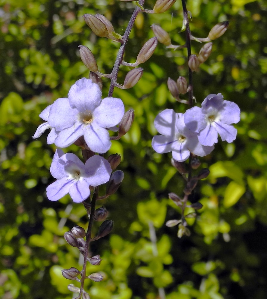 Image of Duranta erecta specimen.