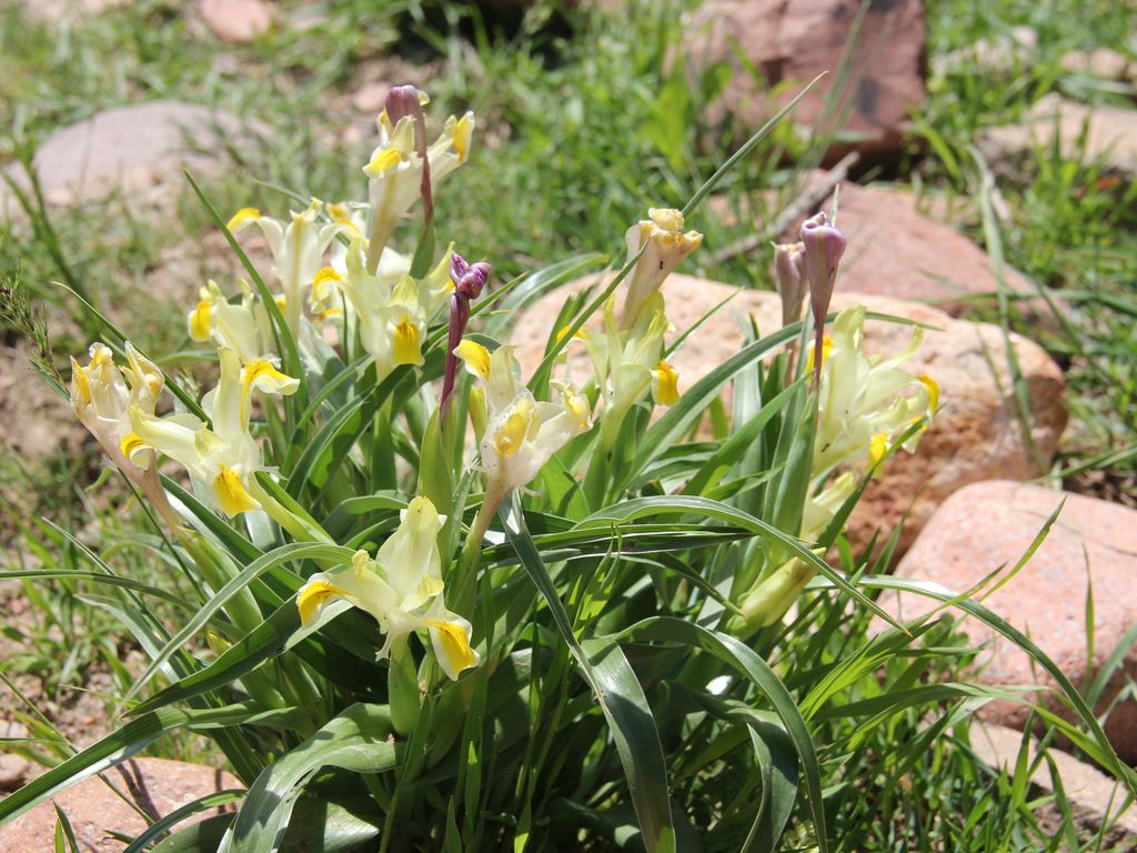 Image of Juno orchioides specimen.