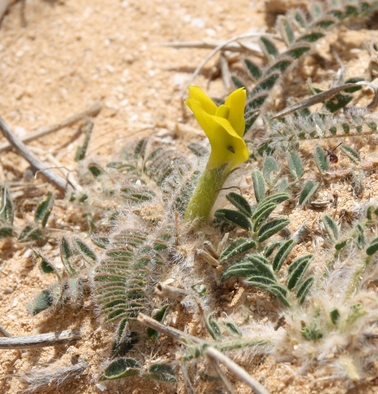 Image of Astragalus caprinus specimen.