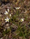 Image of taxon representative. Author is Сергей Одинец