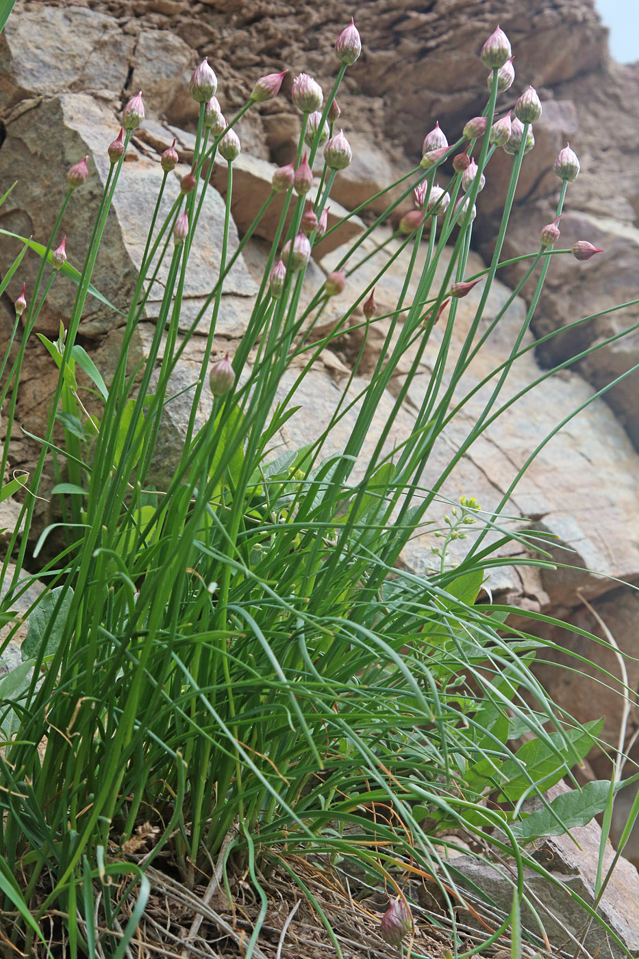 Image of Allium barsczewskii specimen.