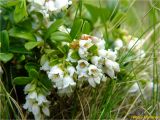 Vaccinium vitis-idaea