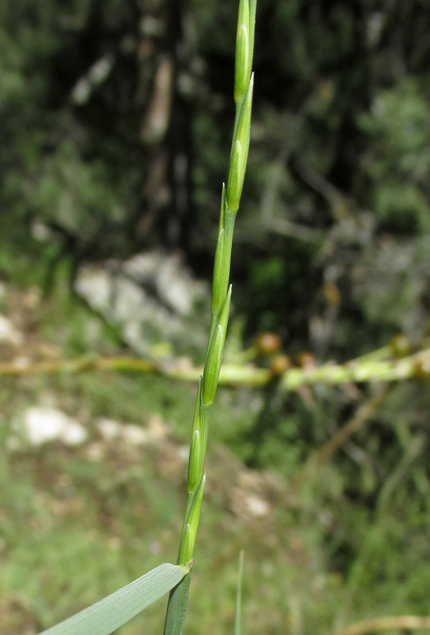 Изображение особи Elytrigia scythica.