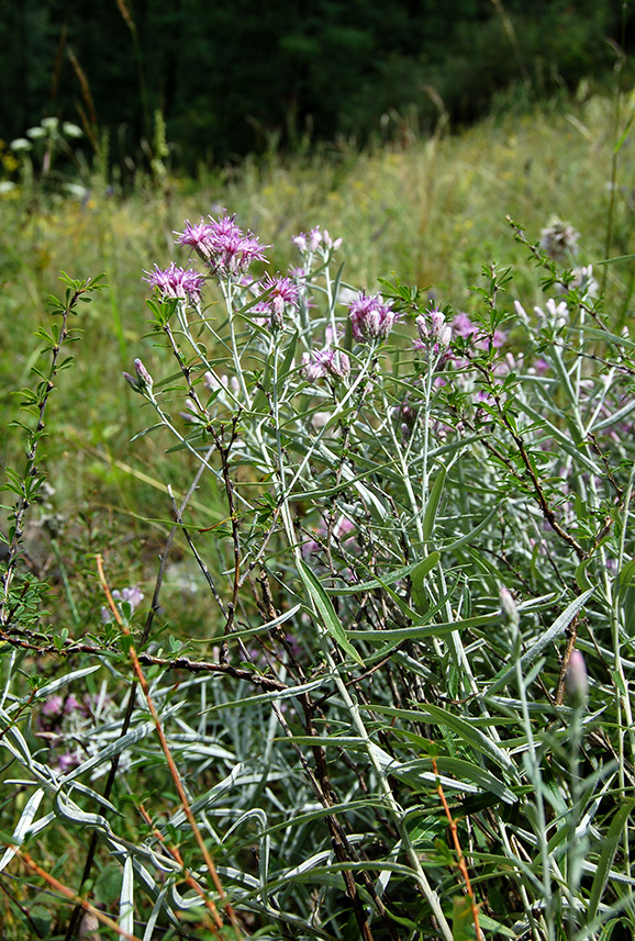 Изображение особи Saussurea salicifolia.